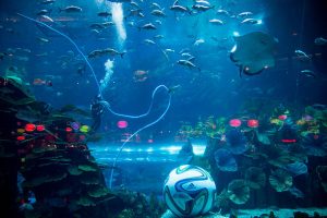 The Dubai Aquarium and Underwater Zoo