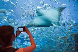 Marine diversity at Dubai Aquarium