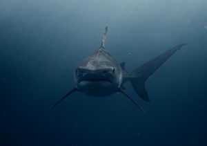 Phobias from shark