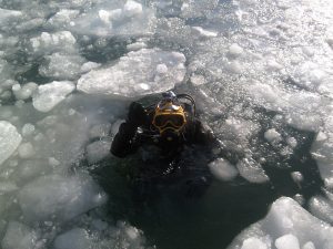 Fantastic Creatures to spot while ice diving