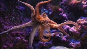 An octopus