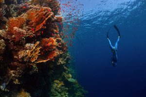Ocean conservation jobs for scuba divers