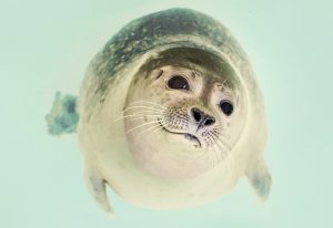 Fur seal