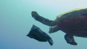 A turtle swimming beside marine debris