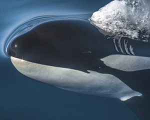 Having conversation with whales
